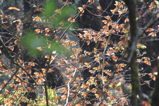 The Monarch Butterfly