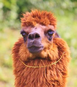 531864_10152773933740370_1388837217_n