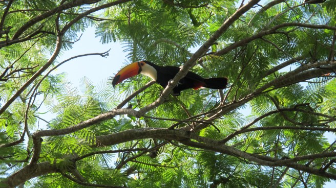 Bonito and the South&nbsp;Pantanal